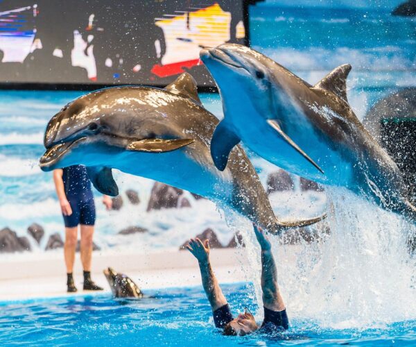 Dubai Dolphinarium Ticket Only