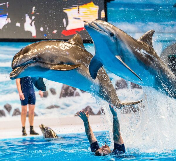Dubai Dolphinarium Ticket Only