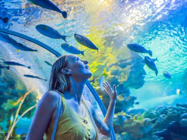 Dubai Aquarium & Underwater Zoo – Ticket Only