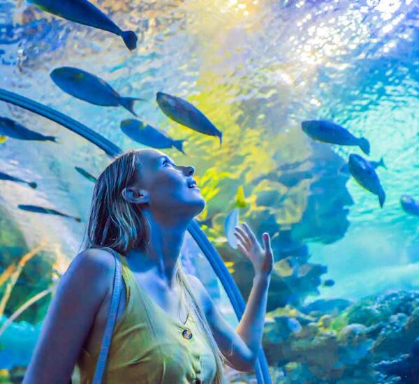 Dubai Aquarium & Underwater Zoo – Ticket Only